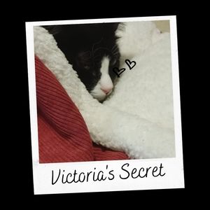 Victoria's Secret